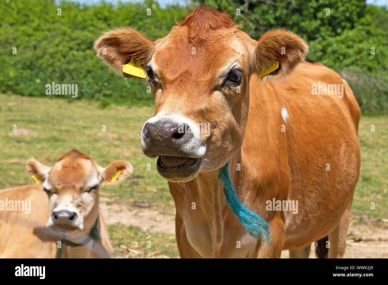 One of the famous Jersey cows Stock Photo Alamy