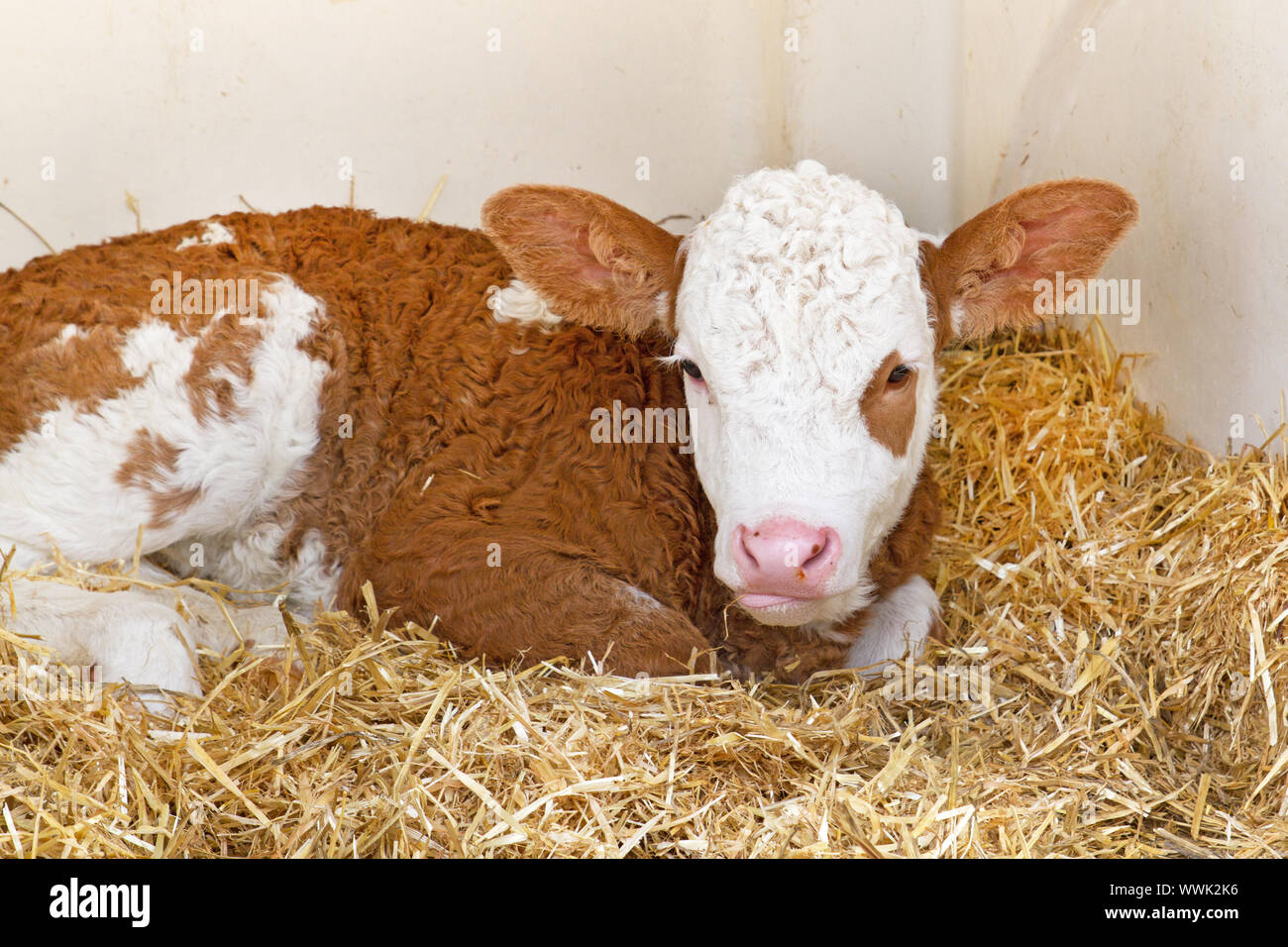 Young calf in straw Stock Photo - Alamy