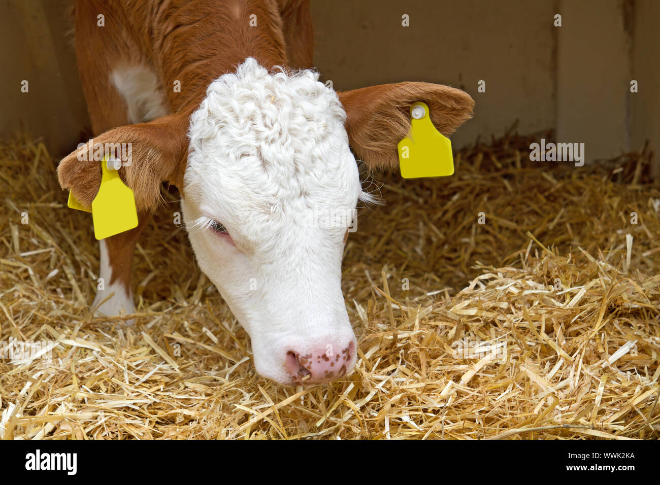 Calf hey hi-res stock photography and images - Alamy