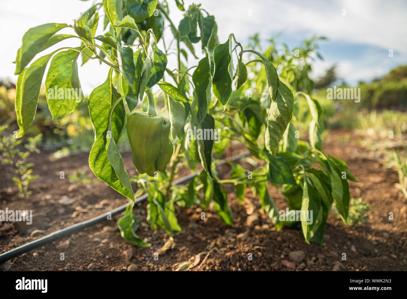 Green pepper garden hi-res stock photography and images - Alamy