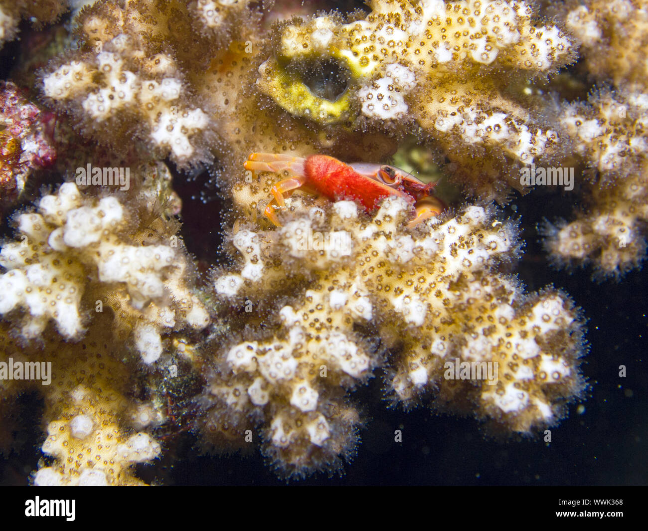 Coral Crab Stock Photo
