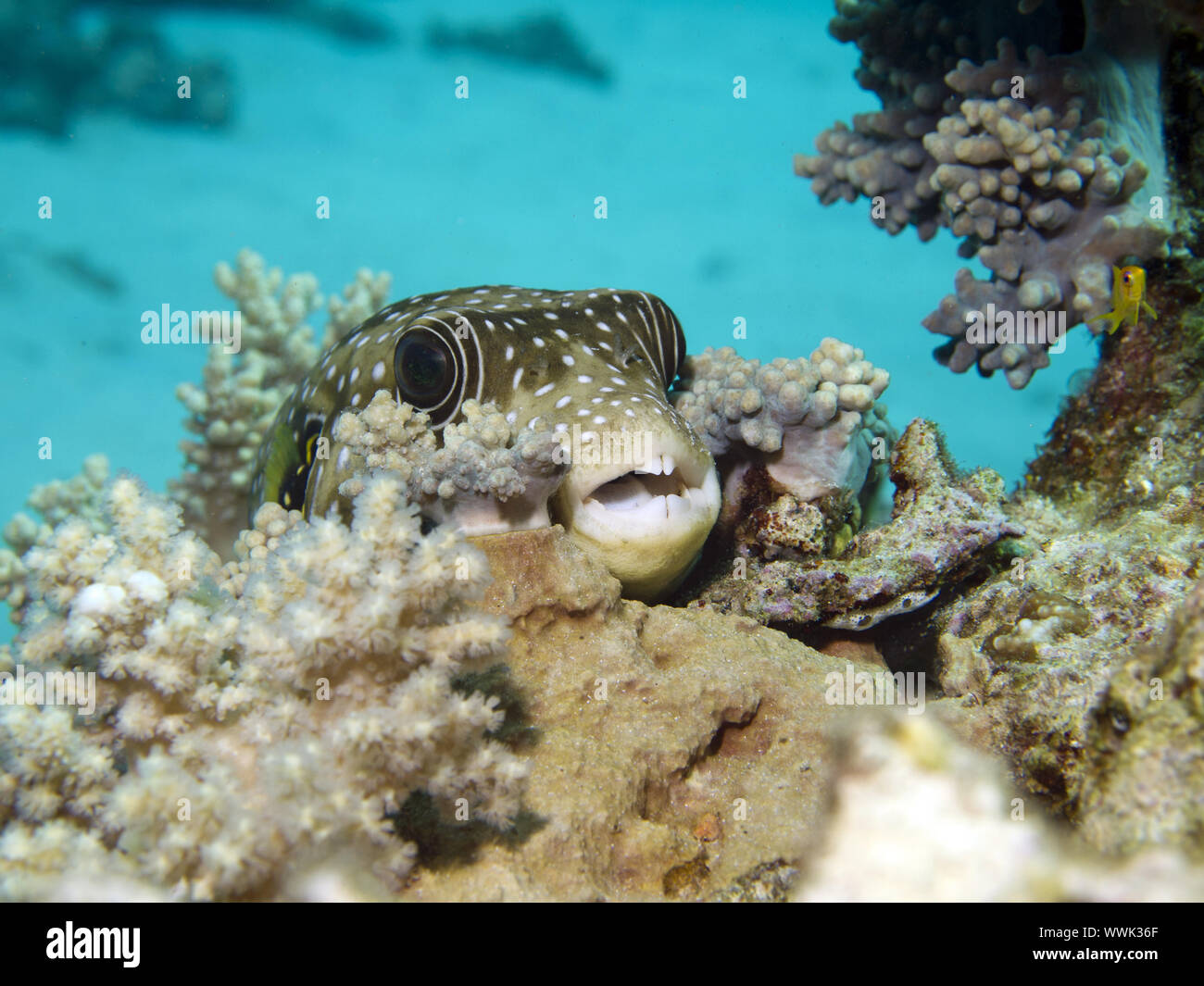White-spotted puffer Stock Photo