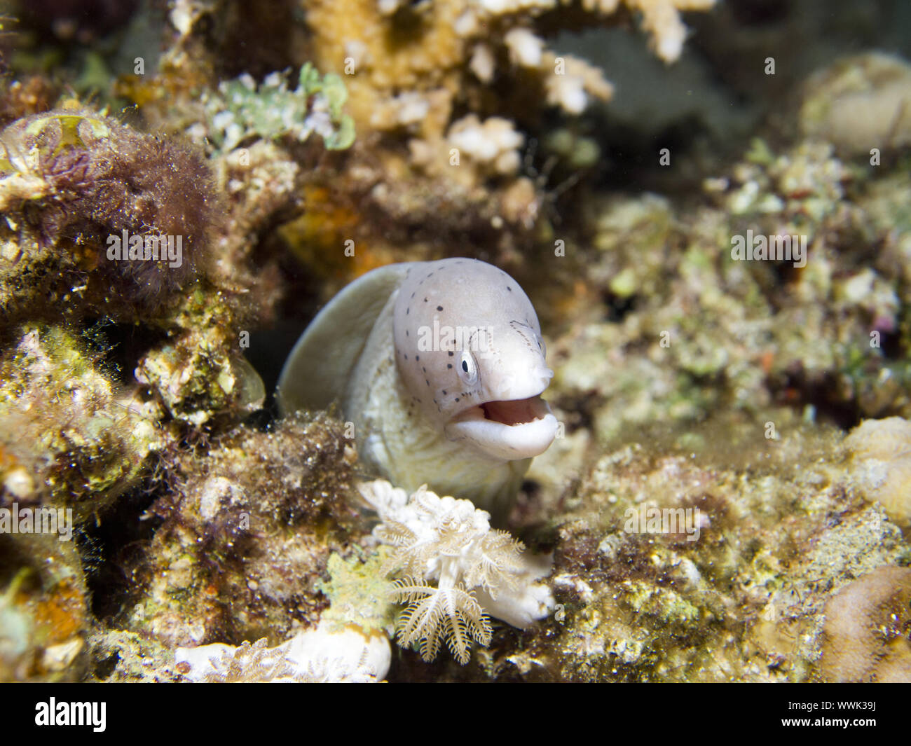white moray eel Stock Photo