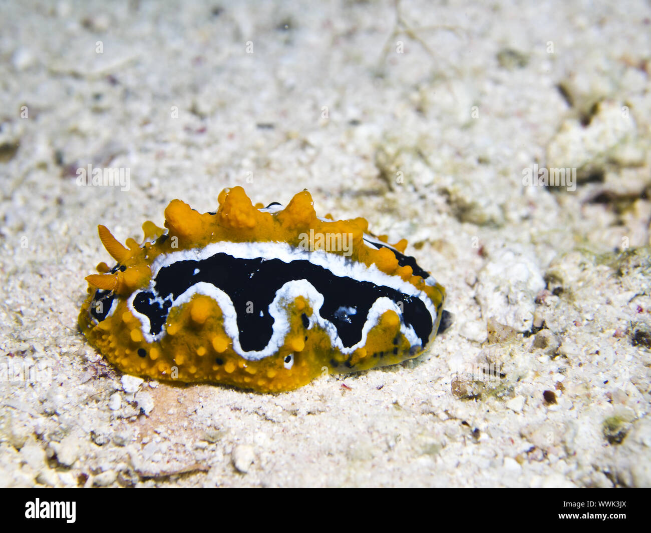 Sea slug (Phyllidia ocellata) Stock Photo