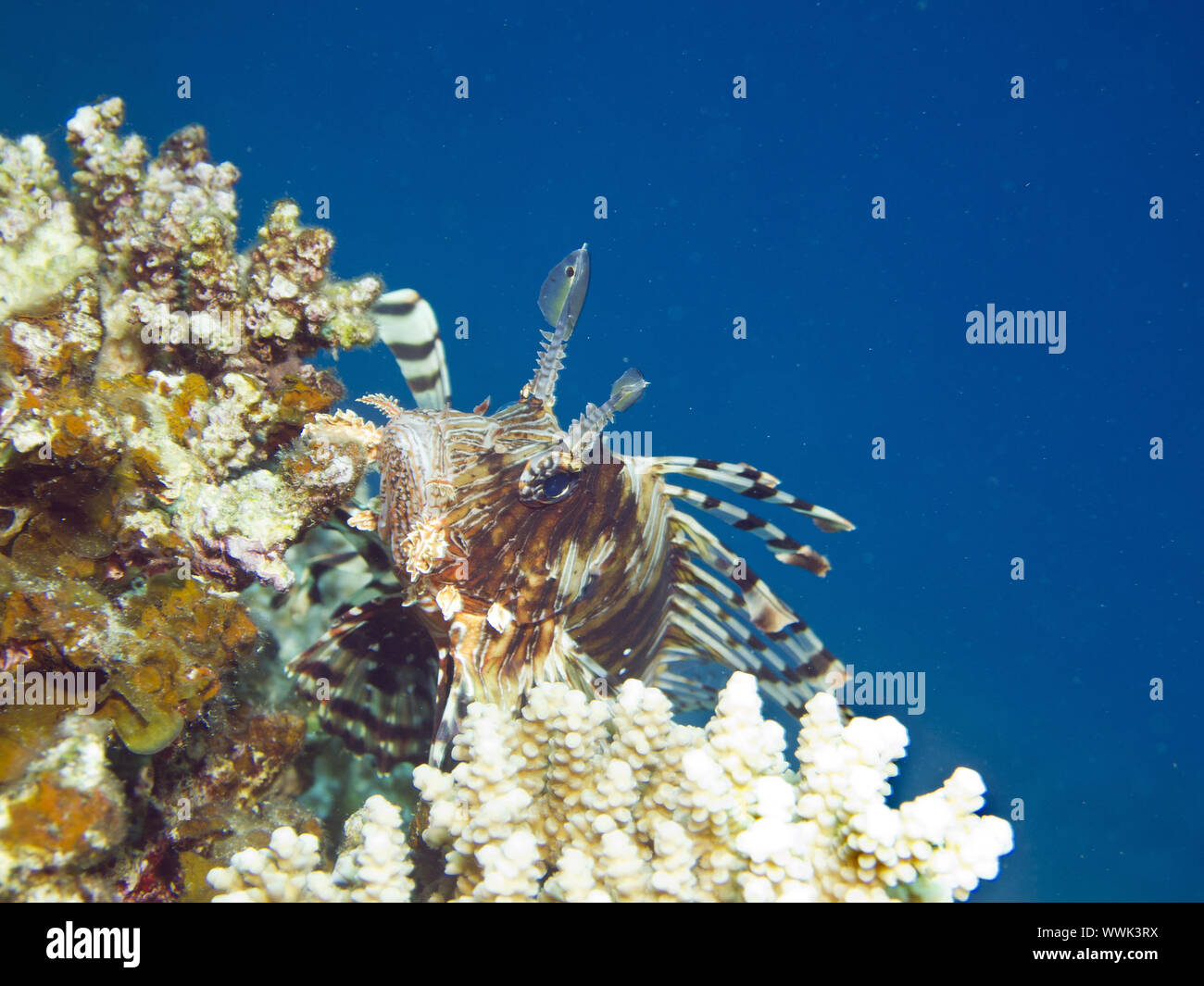 Lionfish Stock Photo