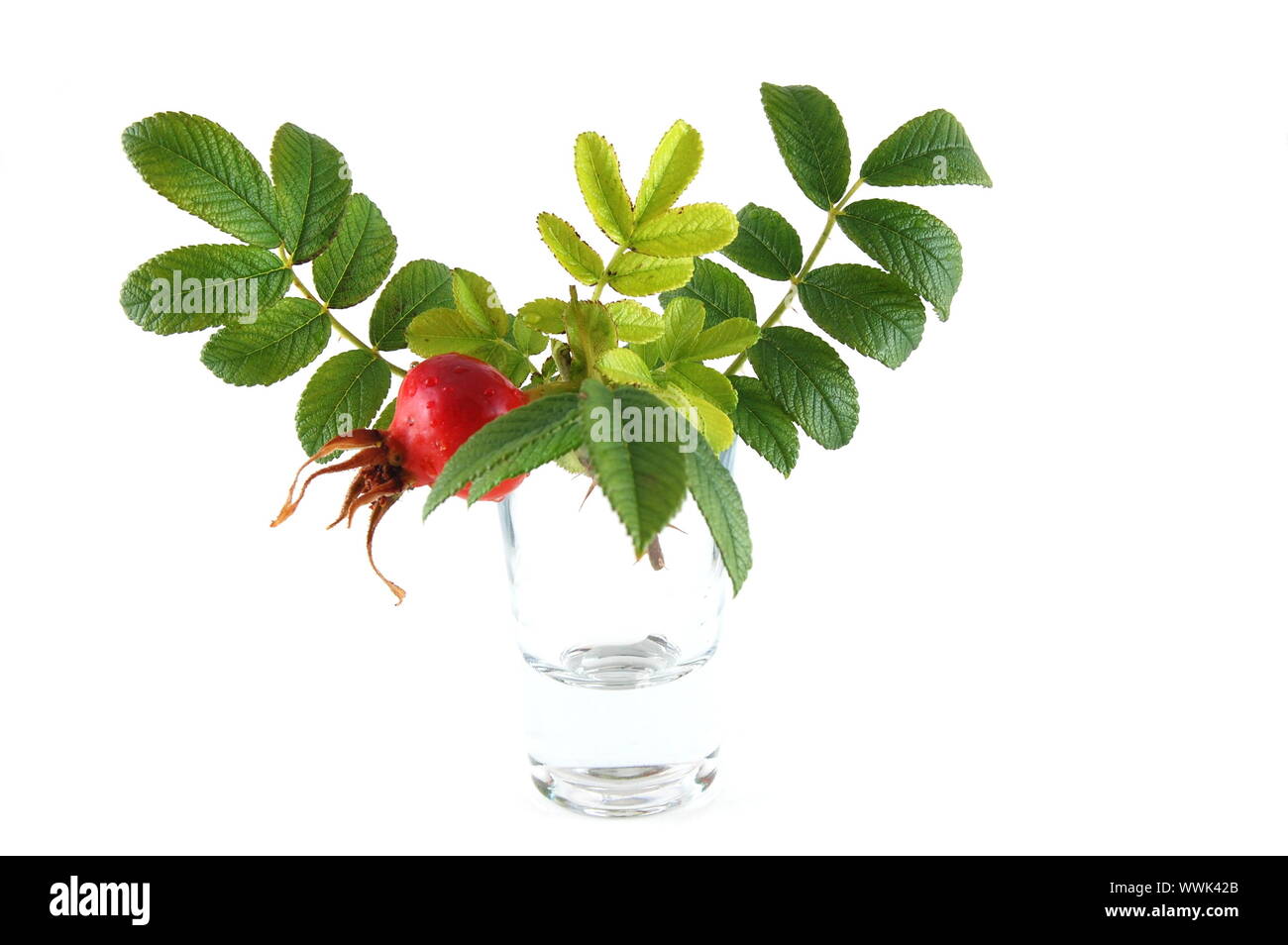 dog rose isolated on a white background Stock Photo - Alamy