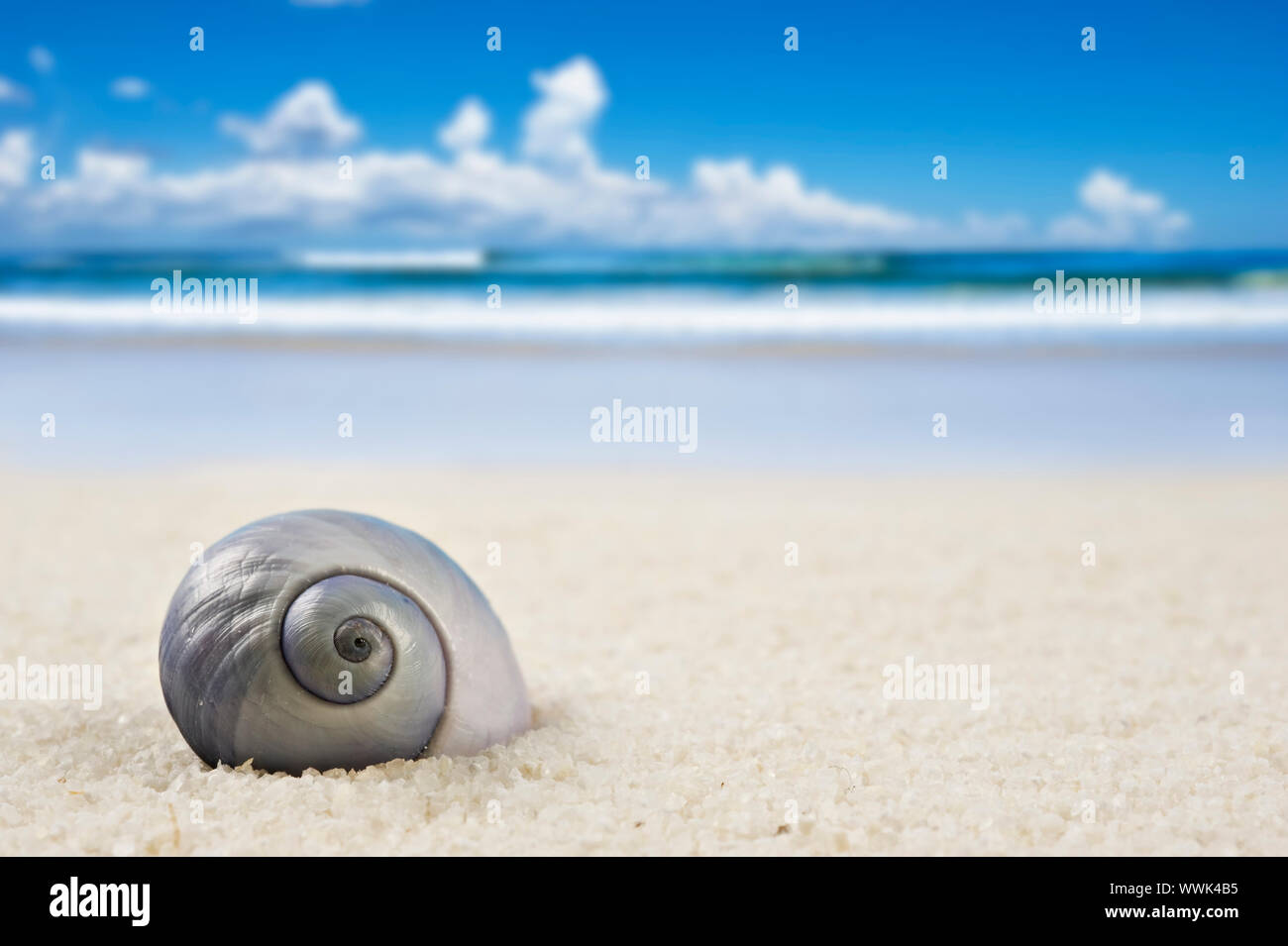 Beautiful perfectly sea shell on hi-res stock photography and images ...
