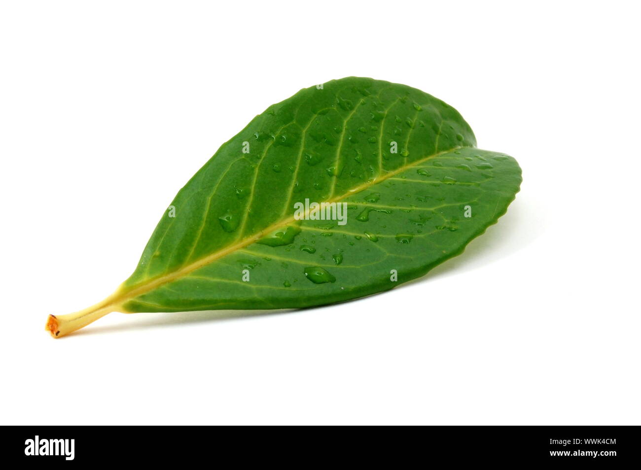green leaf with water drops after summer rain isolated Stock Photo - Alamy