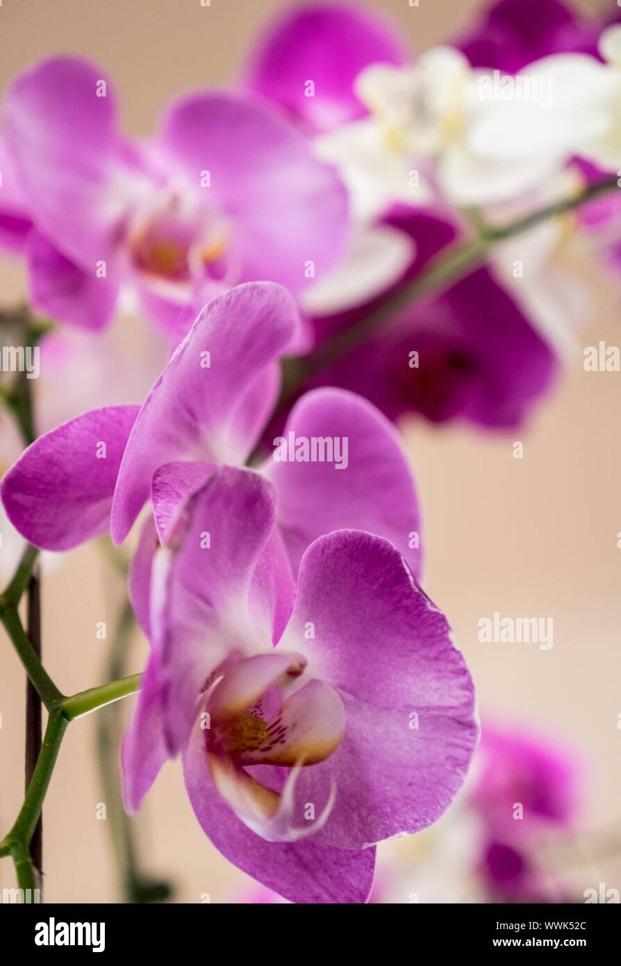 wild orchid in close up Stock Photo