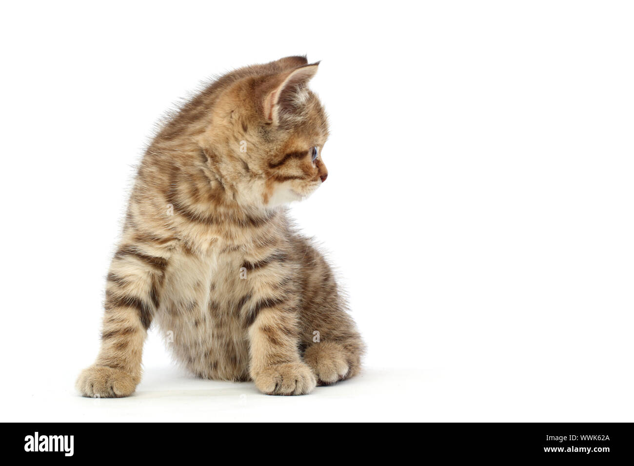 cat isolated on white background Stock Photo - Alamy