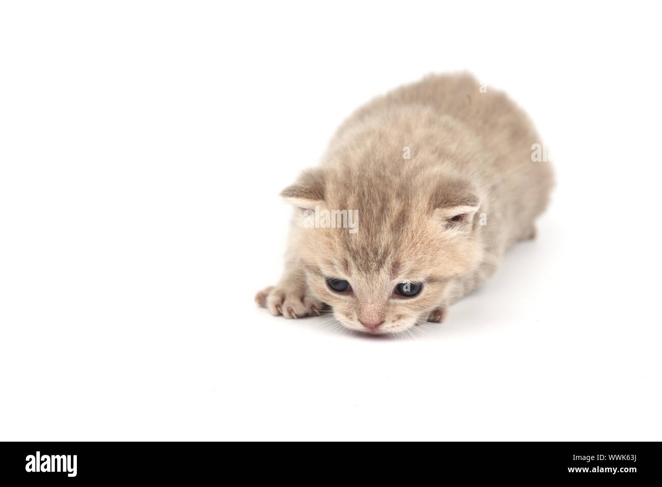 cat isolated on white background Stock Photo - Alamy