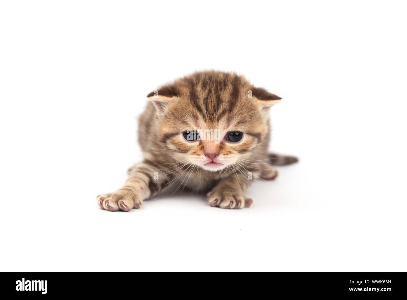 cat isolated on white background Stock Photo - Alamy