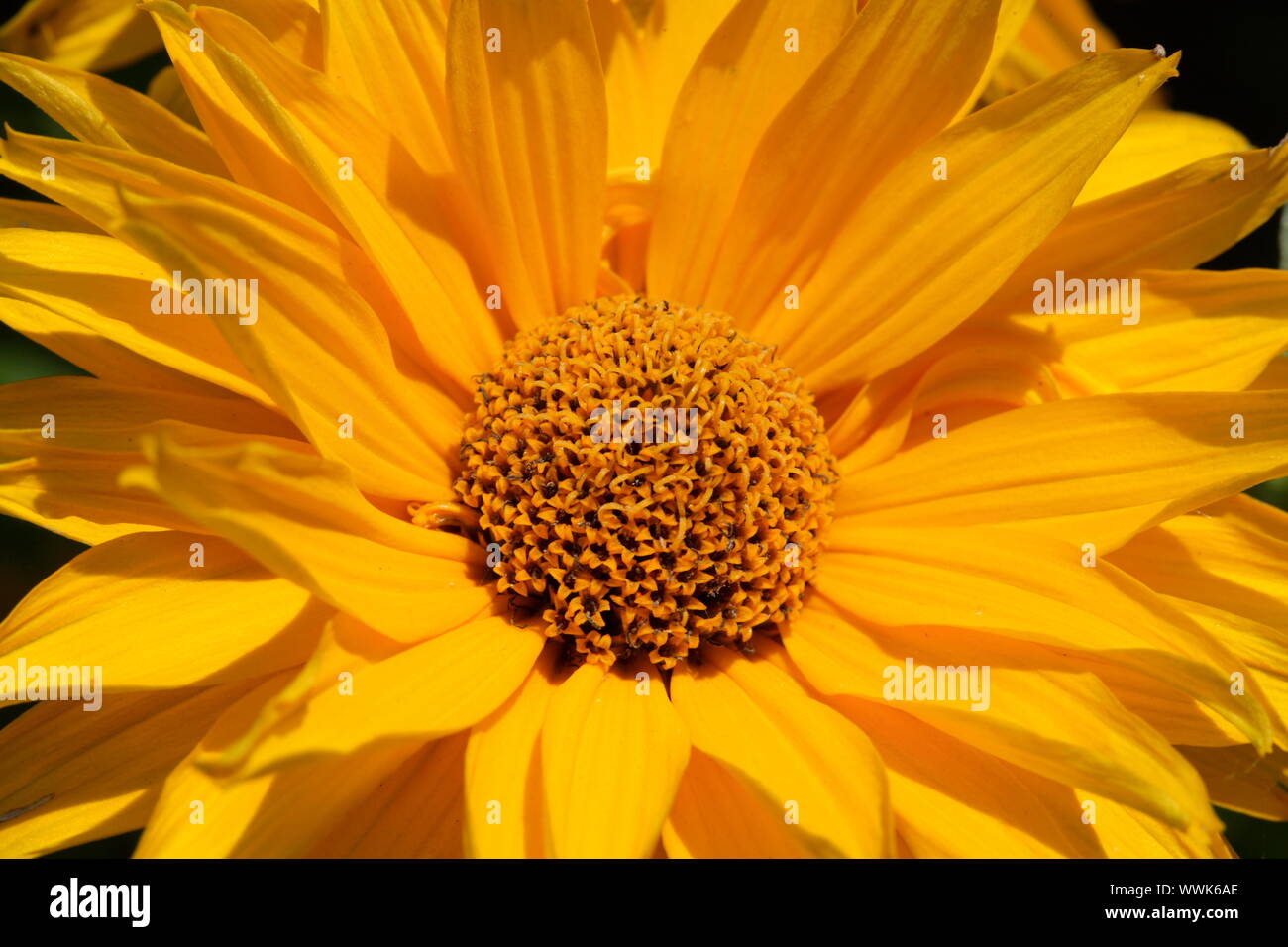 Smooth oxeye - Heliopsis helianthoides 'Karat' Stock Photo