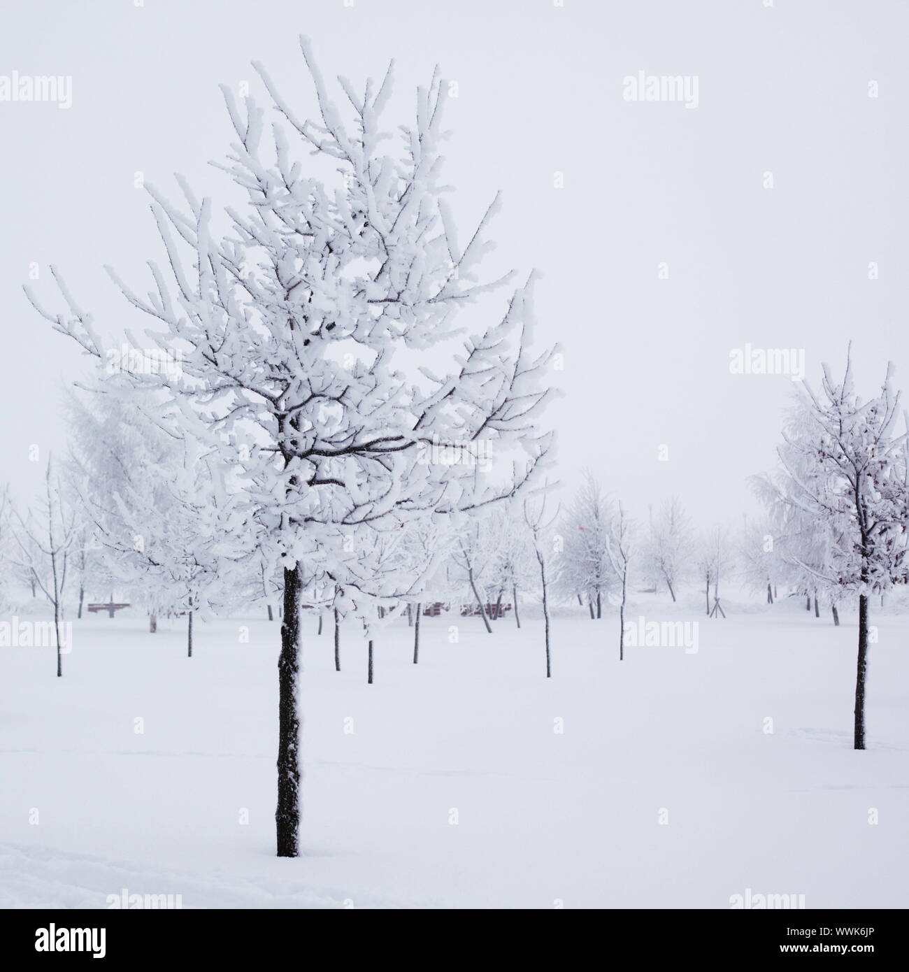 winter trees on snow white background Stock Photo - Alamy