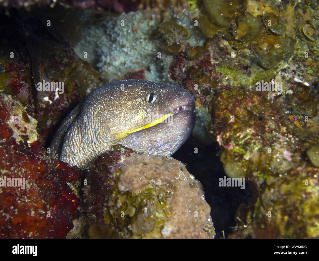 yellowmouth moray eel Stock Photo