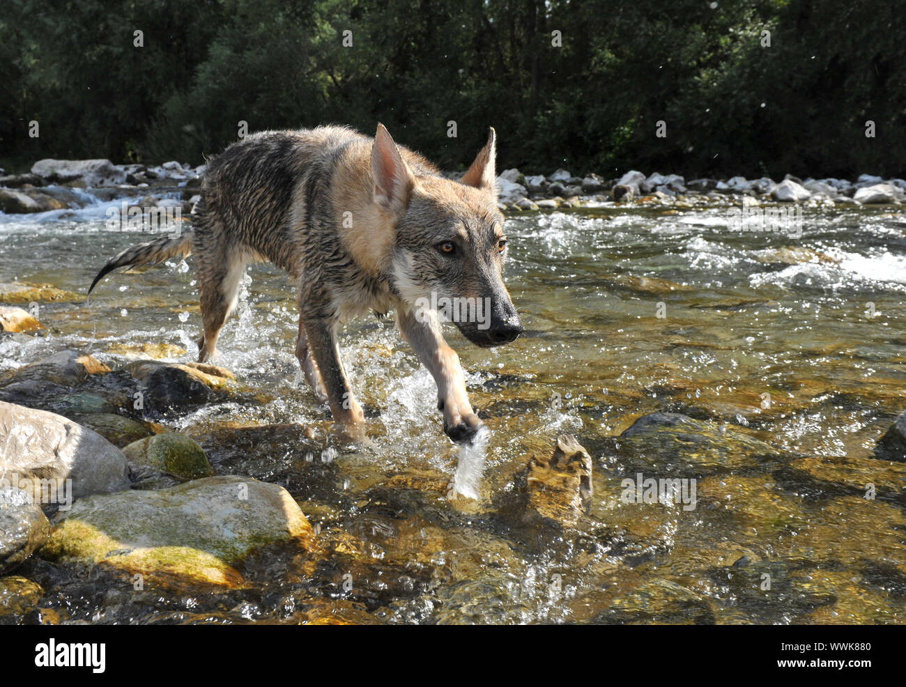 Grey wolf in river hi-res stock photography and images - Alamy