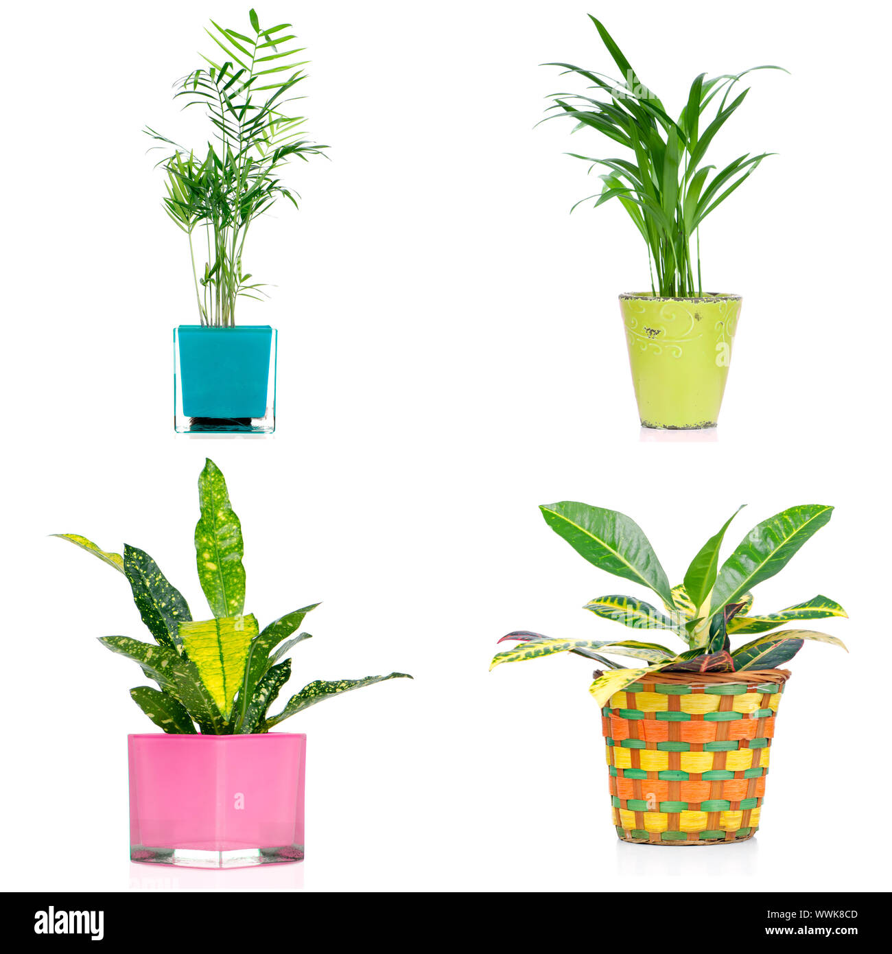 Houseplants in vases isolated on white background Stock Photo - Alamy