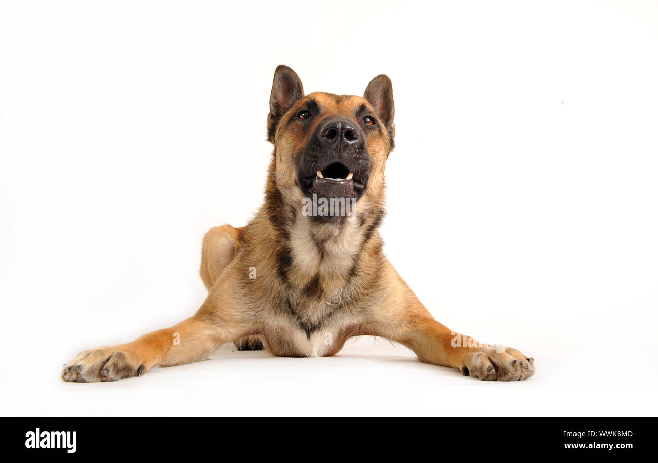 barking purebred belgian sheepdog malinois on a white background Stock Photo