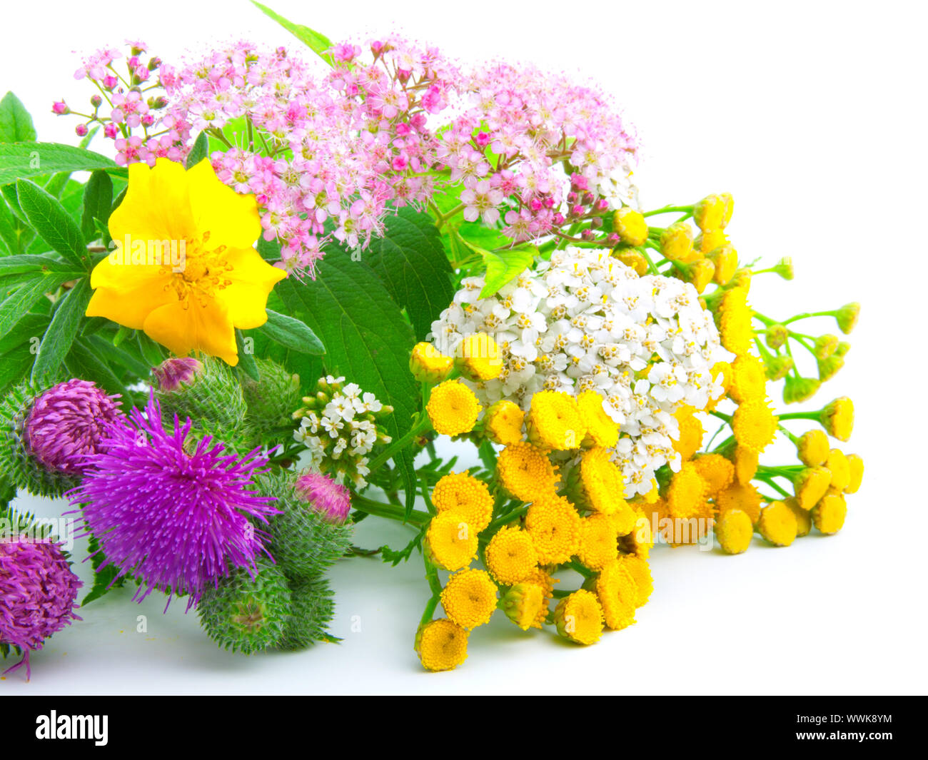 a bouquet of wildflowers, on white background Stock Photo - Alamy