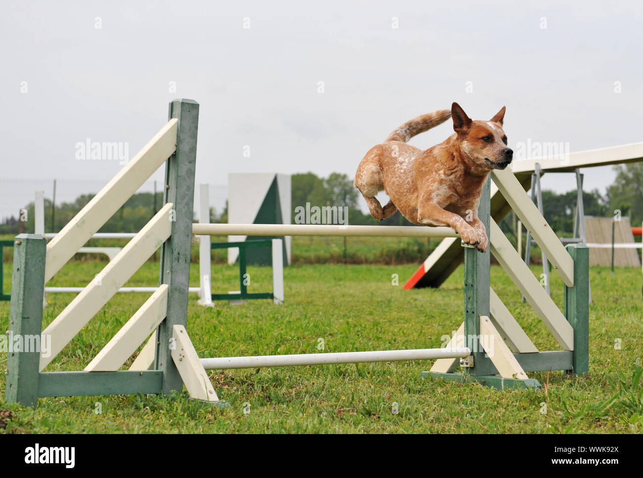 Australian Cattle Dog In A Competition Of Agility Stock Photo Alamy