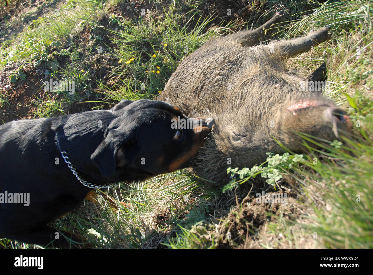 rottweiler hunting dog