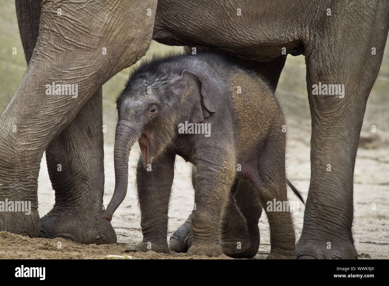 HAMBURG - APRIL 27: Baby Elephant ASSAM Stock Photo