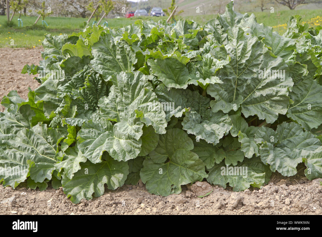 Rhabarber hi-res stock photography and images - Alamy