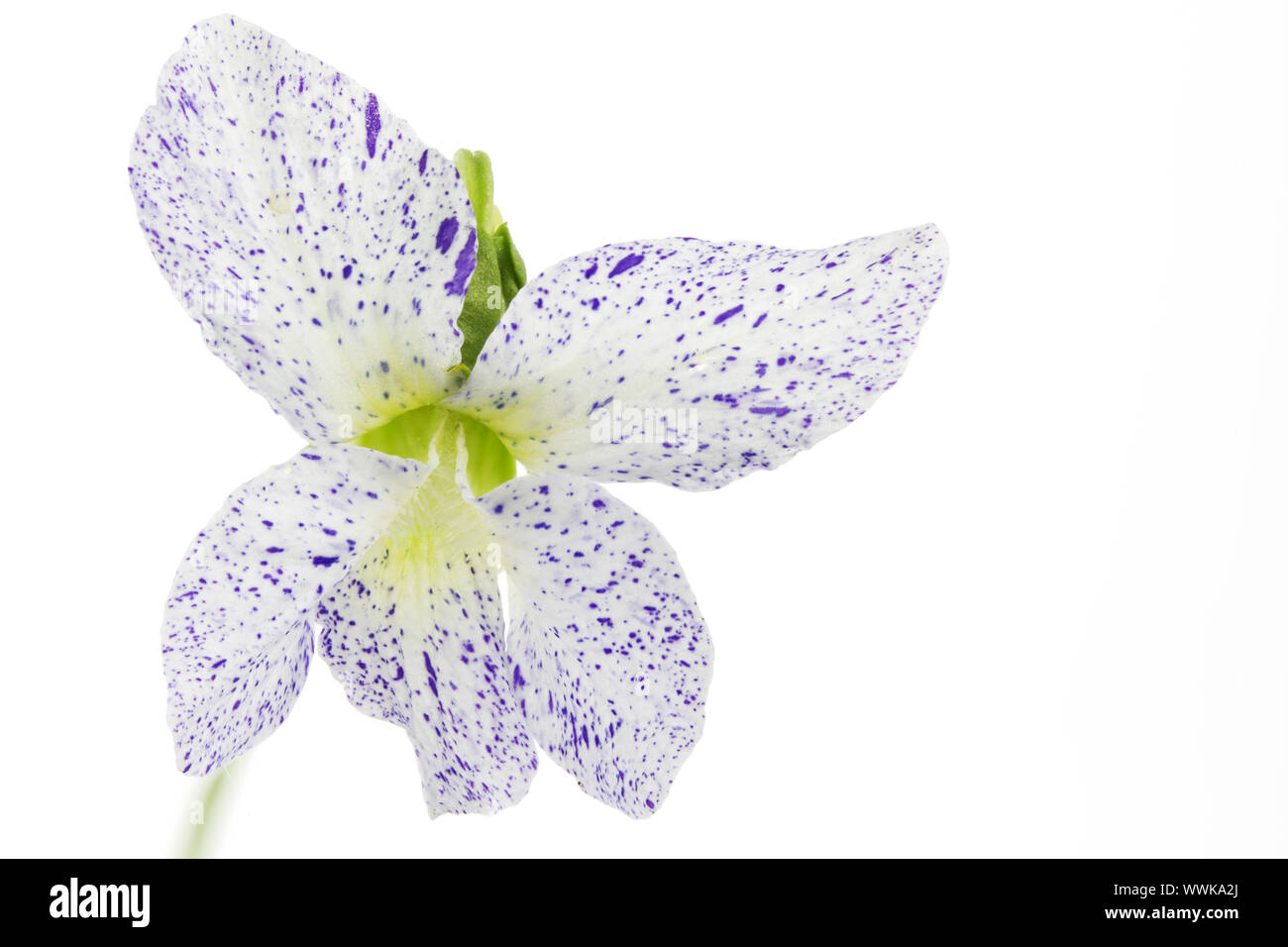 Pentecostal violet (Viola Sororia) Stock Photo