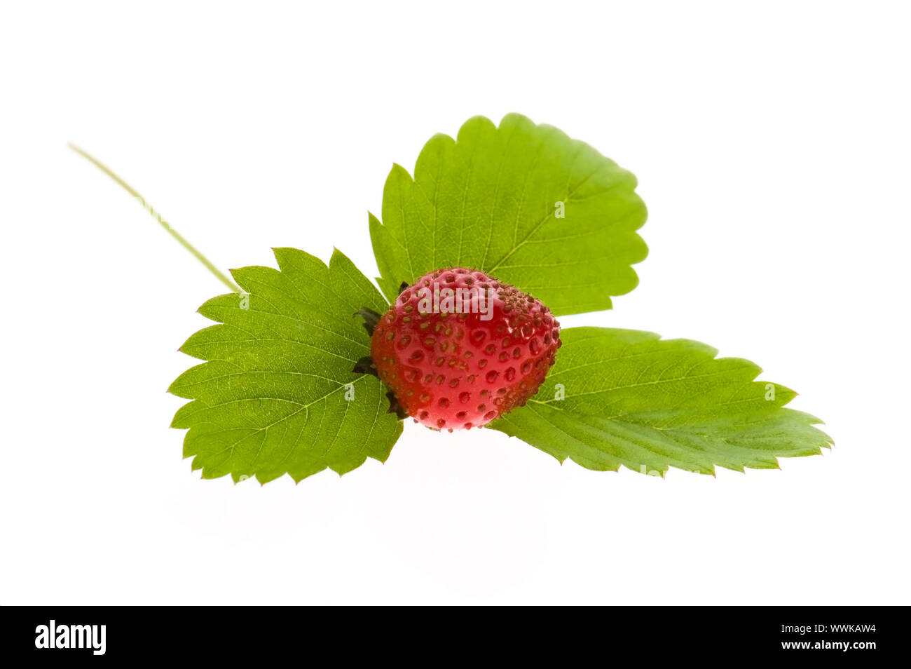 Strawberry isolated on white background Stock Photo - Alamy