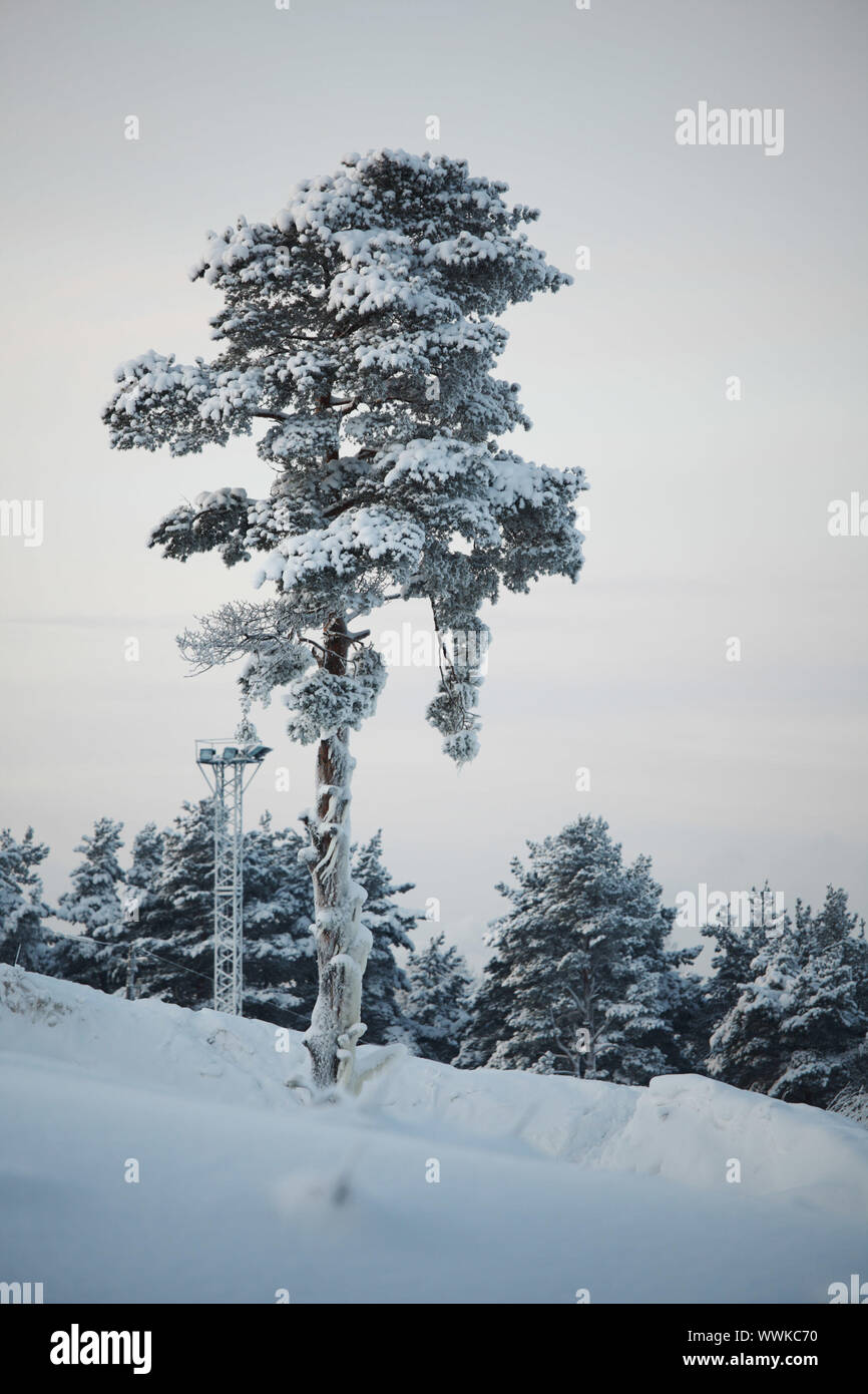 pine forest in snow Stock Photo - Alamy