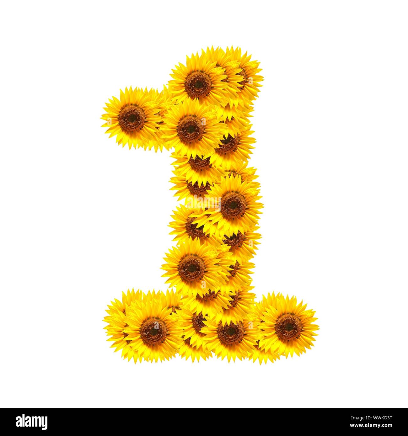 flower alphabet and numbers with sunflowers isolated on white 