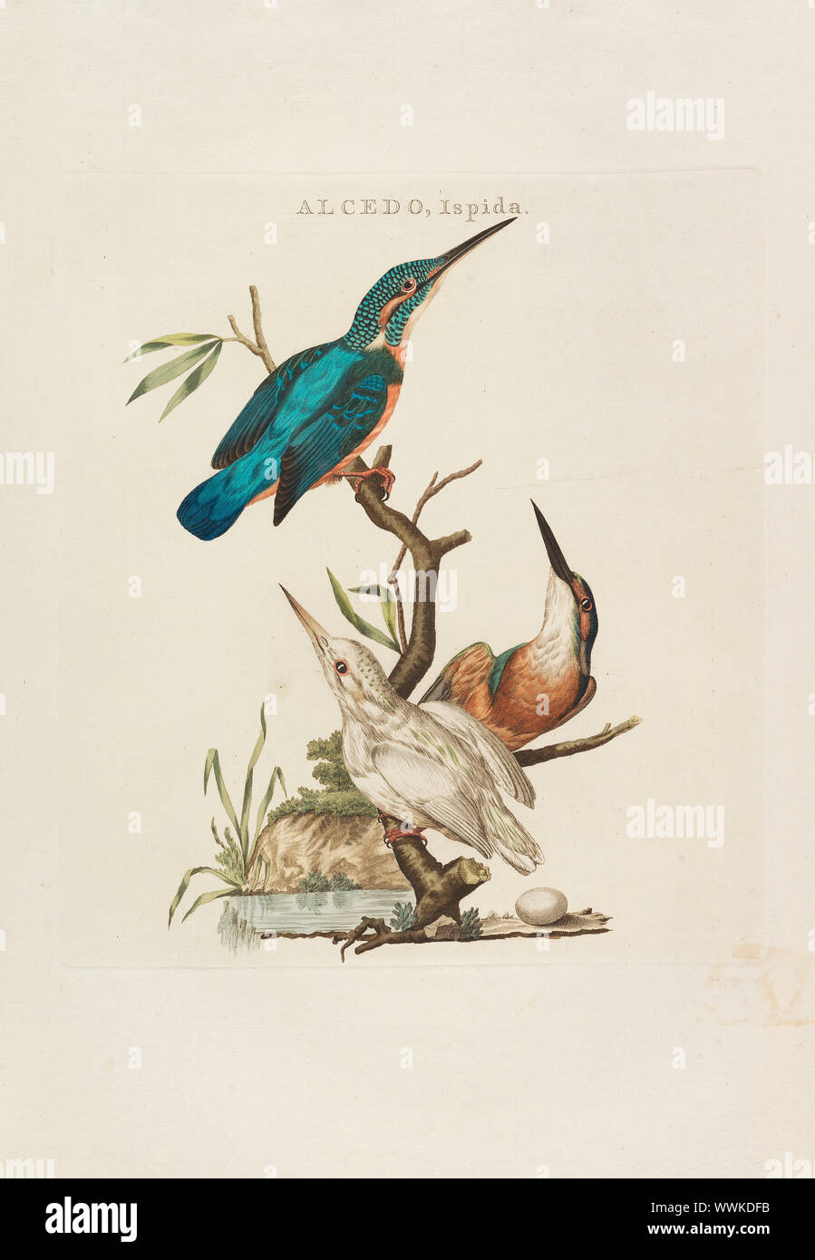 Nederlandsche vogelen: volgens hunne huishouding, aert, en eigenschappen, 1770-1829. Private Collection. Stock Photo