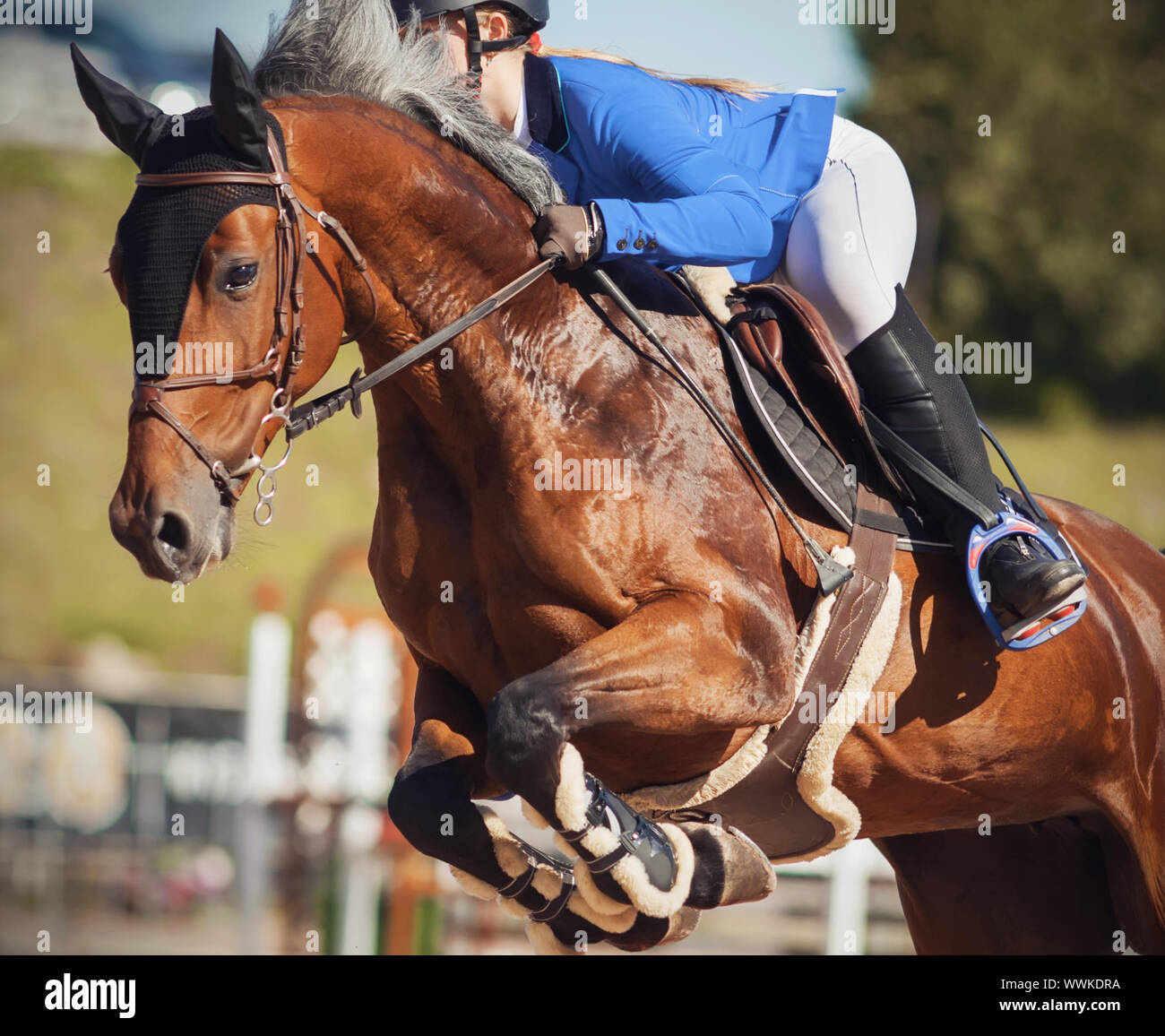 A Bay beautiful horse with a gray mane jumps high at horse show jumping competitions with a rider in a blue suit in the saddle. Stock Photo