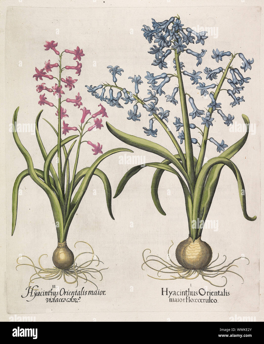 Hyacinthus orientalis , 1613. Private Collection. Stock Photo