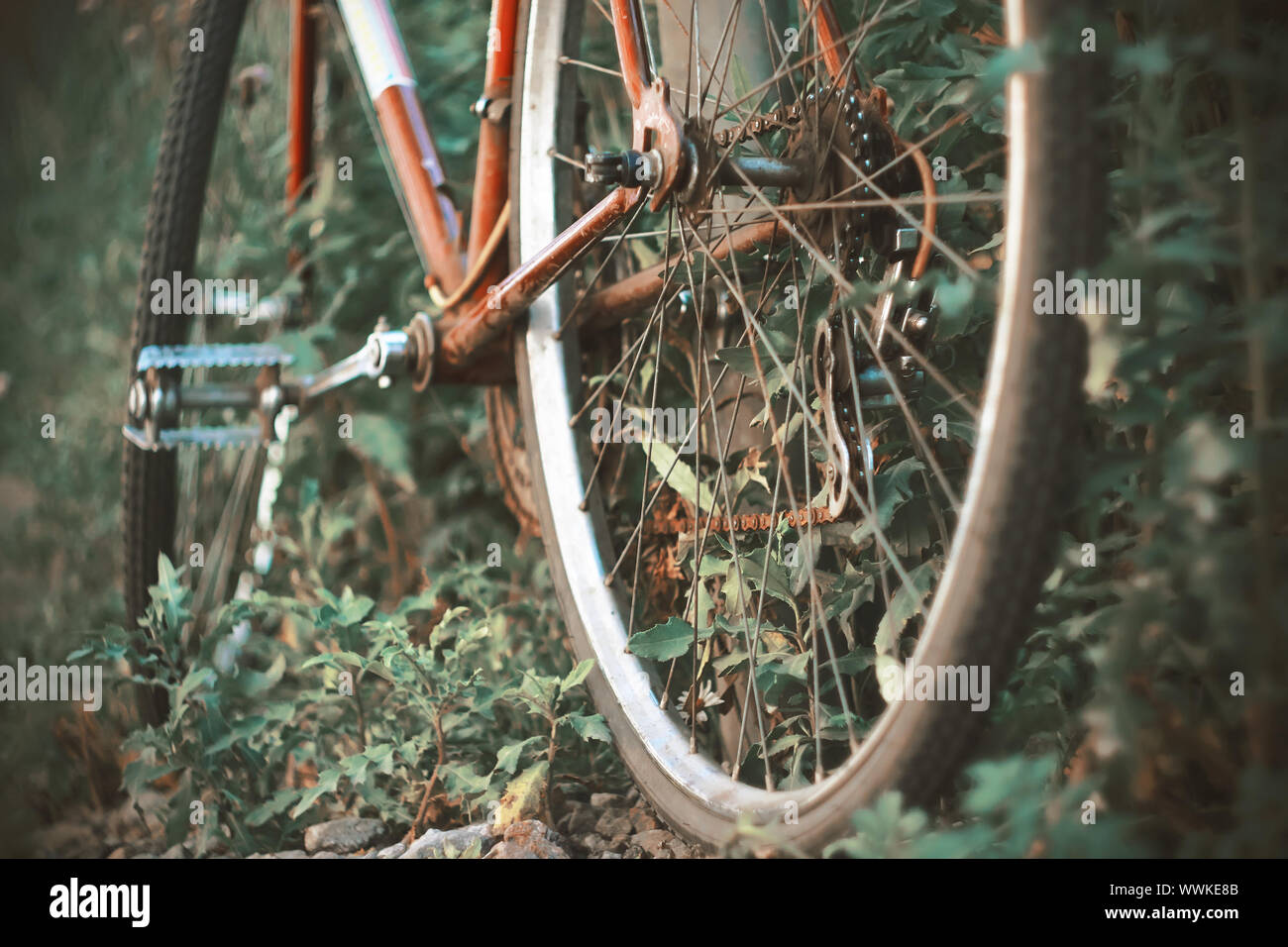 An old red Bicycle, which has not been ridden for a long time, stands overgrown with thick grass in the summer in the forest. Stock Photo