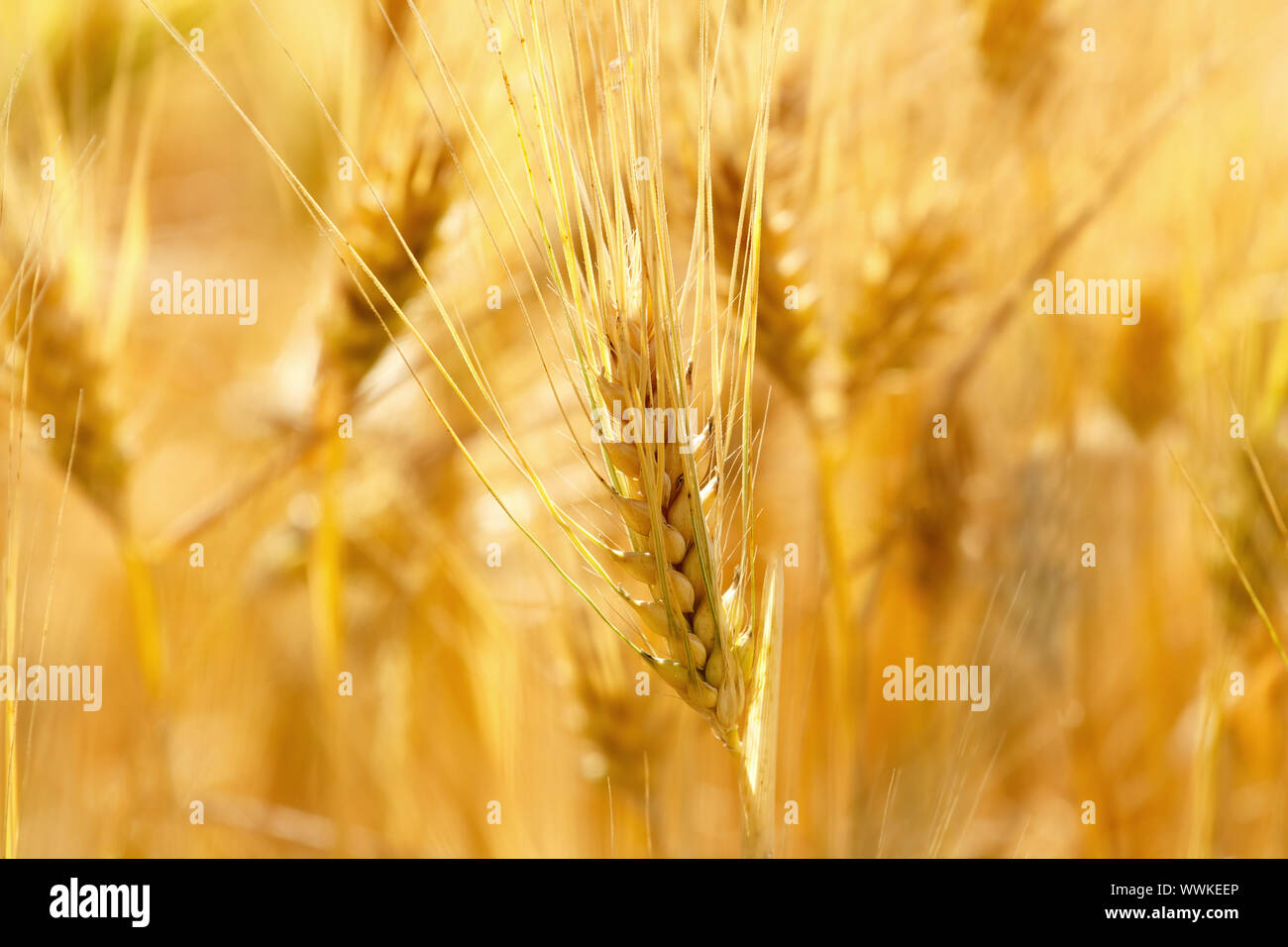 Gold grains in summer time stock photo alamy