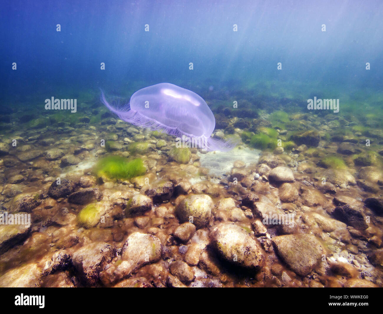 common jellyfish (Aurelia aurita) Stock Photo