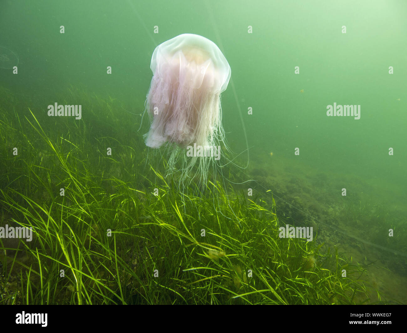 lion's mane jellyfish (Cyanea capillata Stock Photo