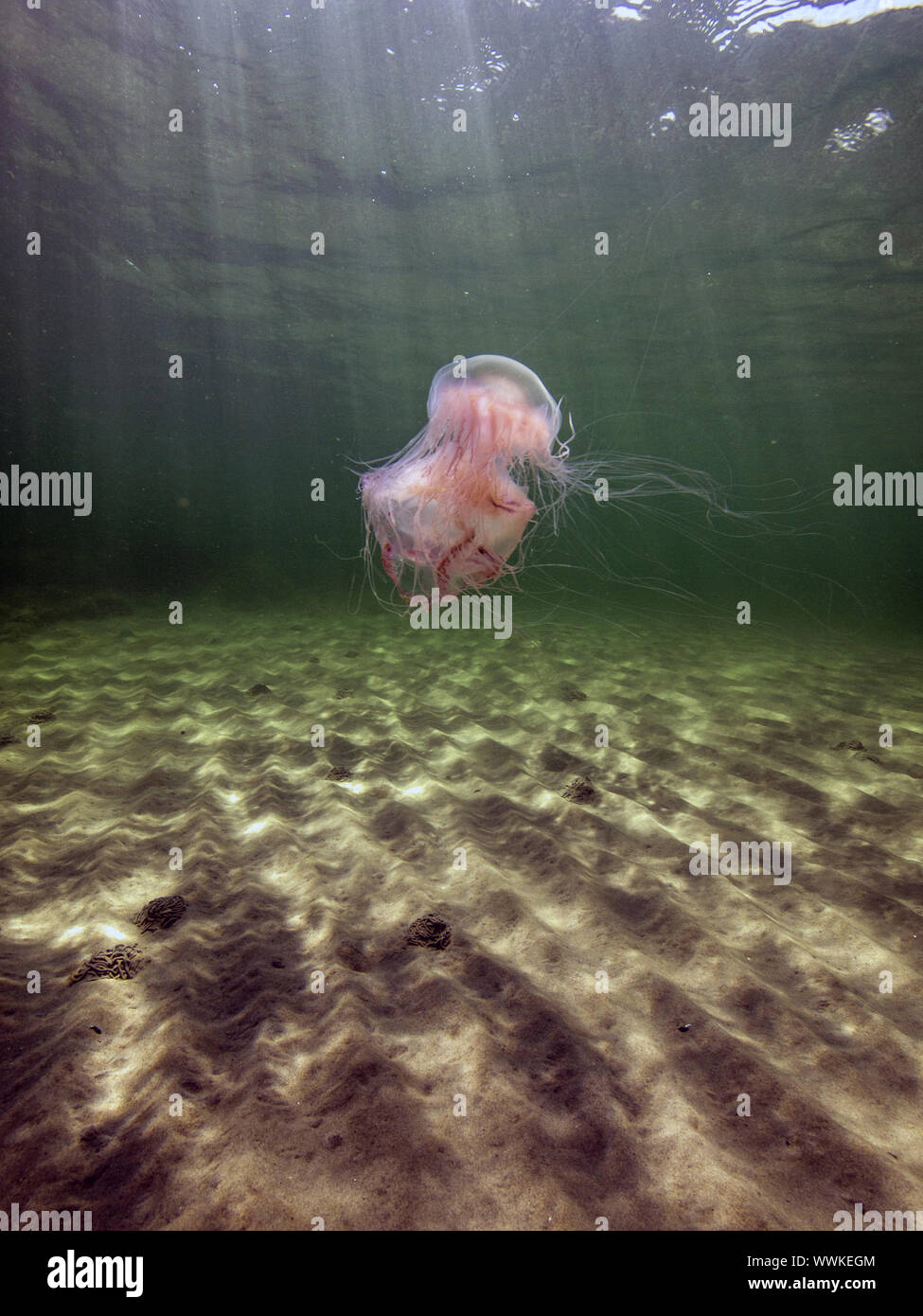 Jellyfish Stock Photo