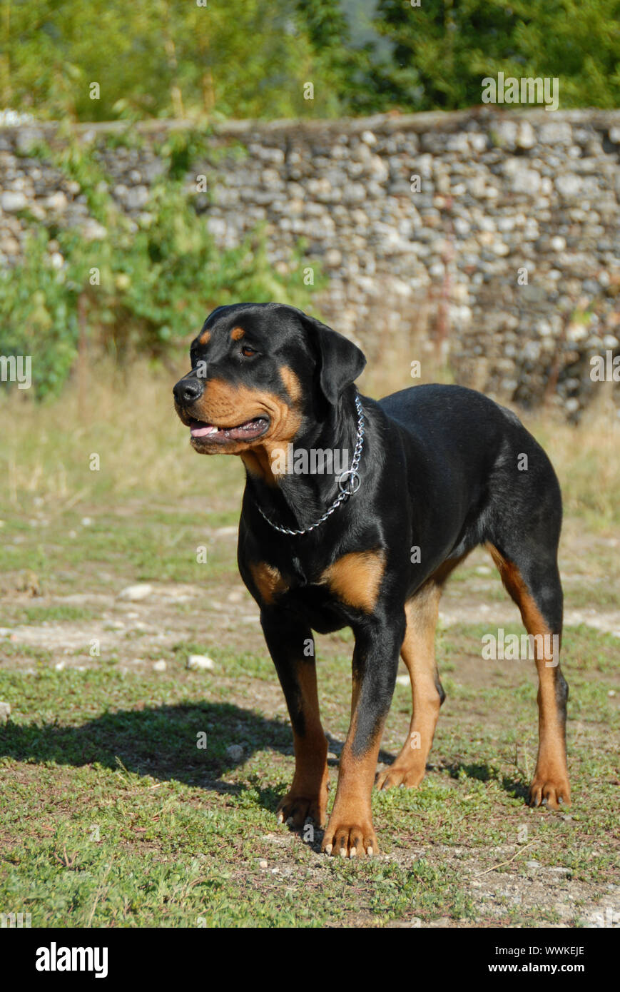 female purebred rottweiler standing up in a garden Stock Photo Alamy
