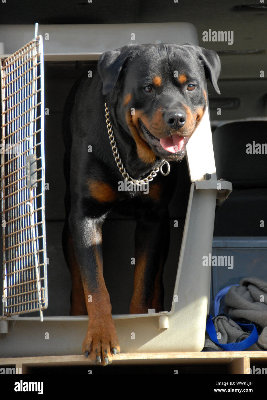 Rottweiler in cage hi res stock photography and images Alamy