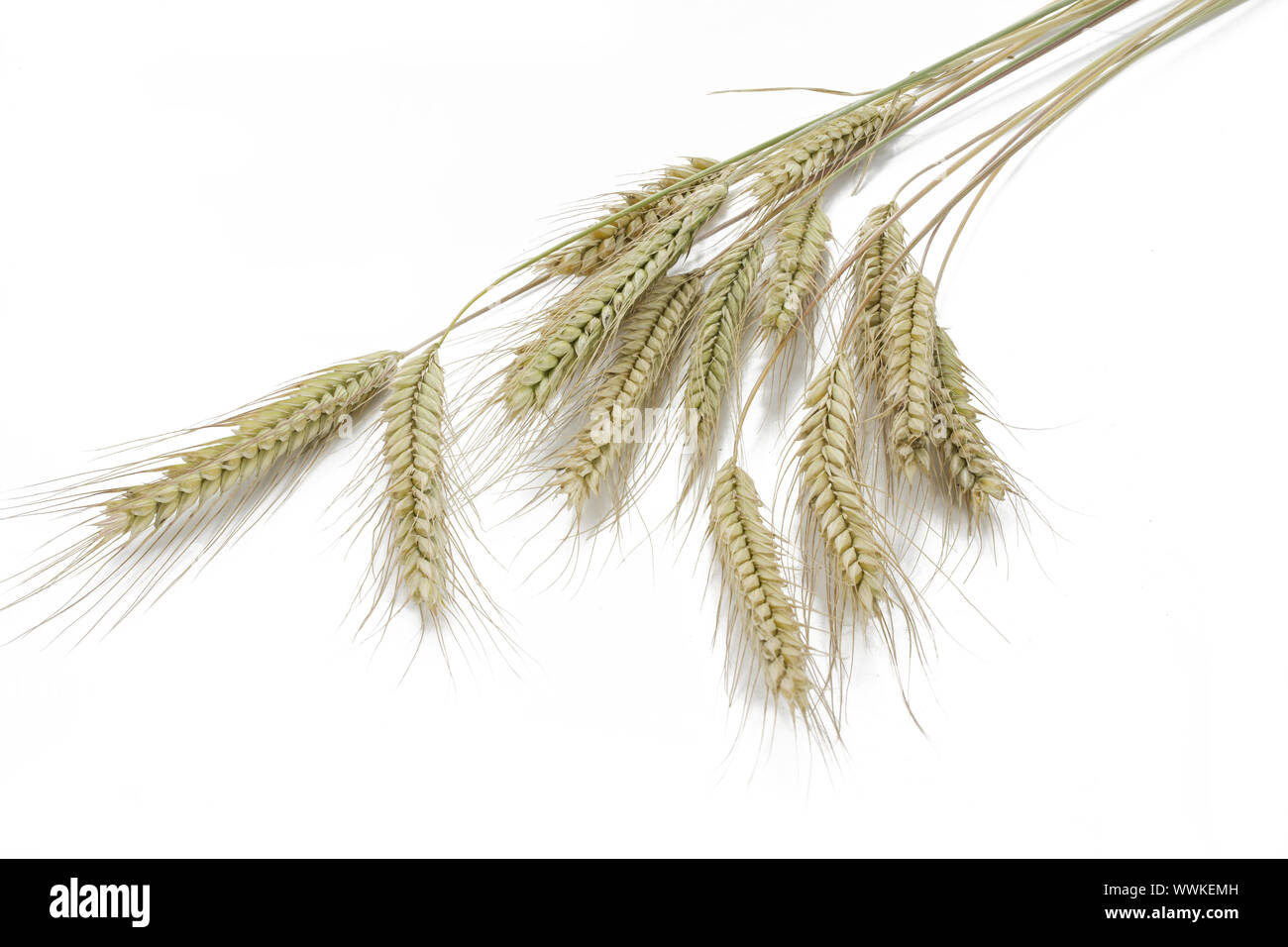 Secale c hi-res stock photography and images - Alamy