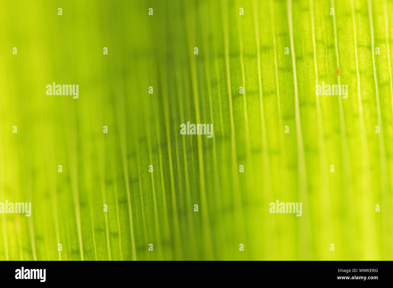 Background image: green leaf of a reed plant in transmitted light Stock Photo