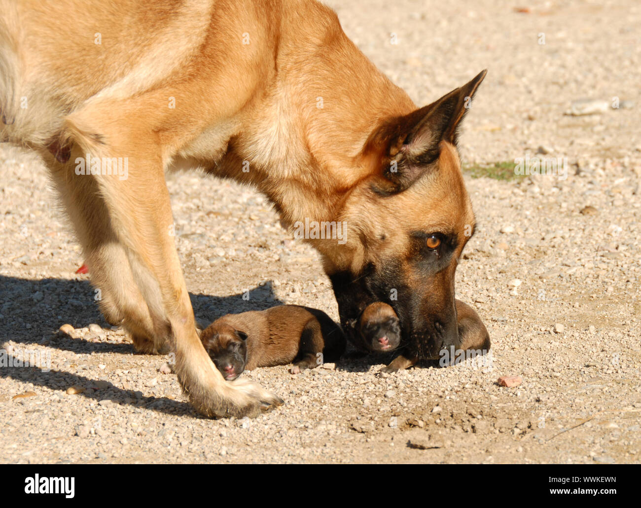 How Long Does A Female Dog Carry Her Puppies