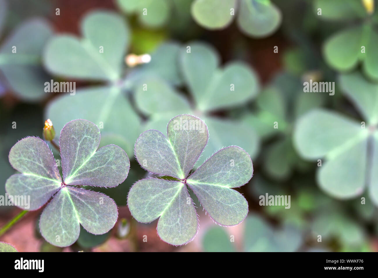 Horned Wood Sorrel Oxalis Corniculata Leaves Stock Photo Alamy