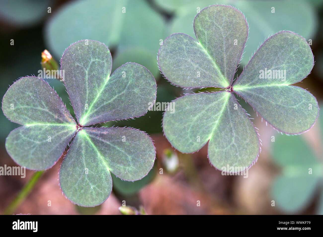 Horned Wood Sorrel Oxalis Corniculata Leaves Stock Photo Alamy