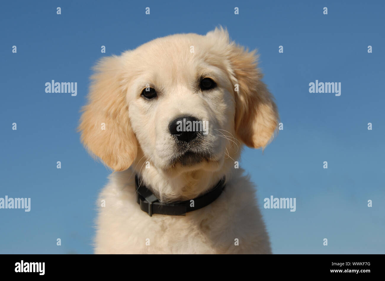 portrait of a very young puppy purebred golden retriever Stock Photo ...