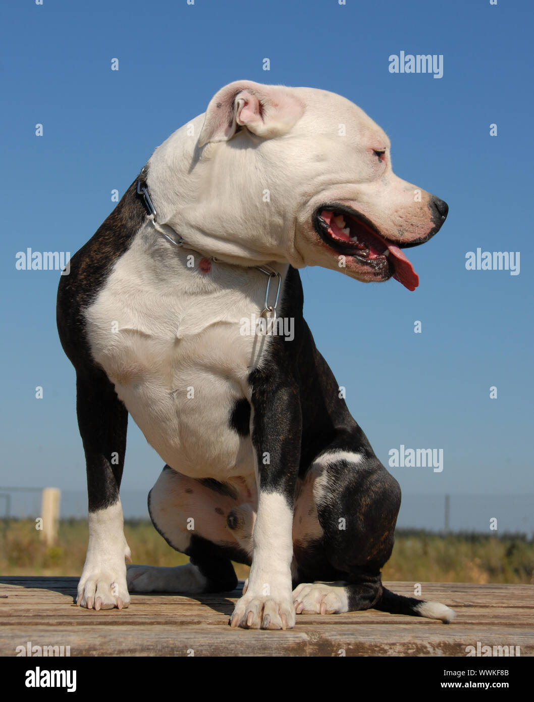 Purebred amstaff deals