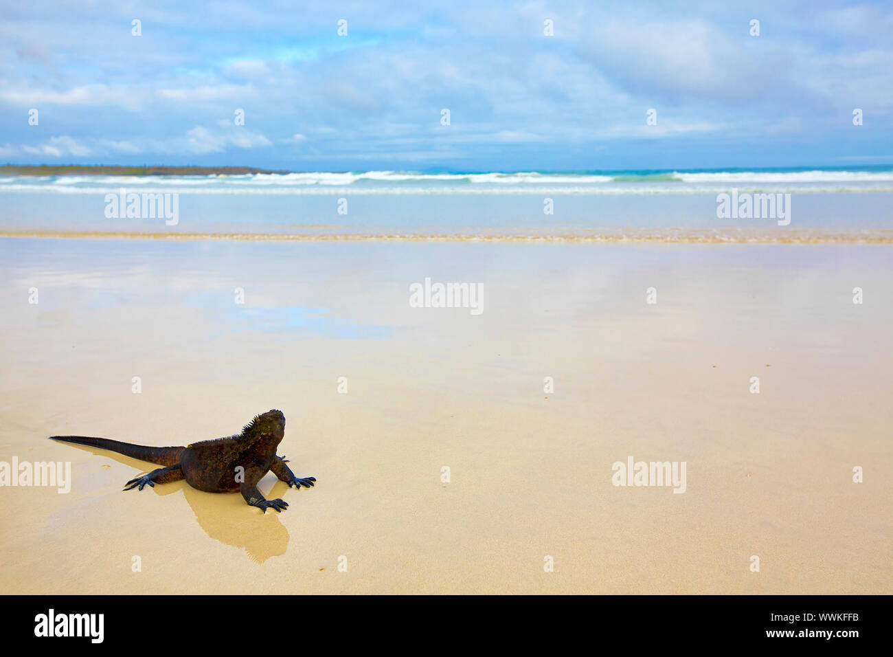 A marine iguana walking on the beach on Galapagos Stock Photo - Alamy