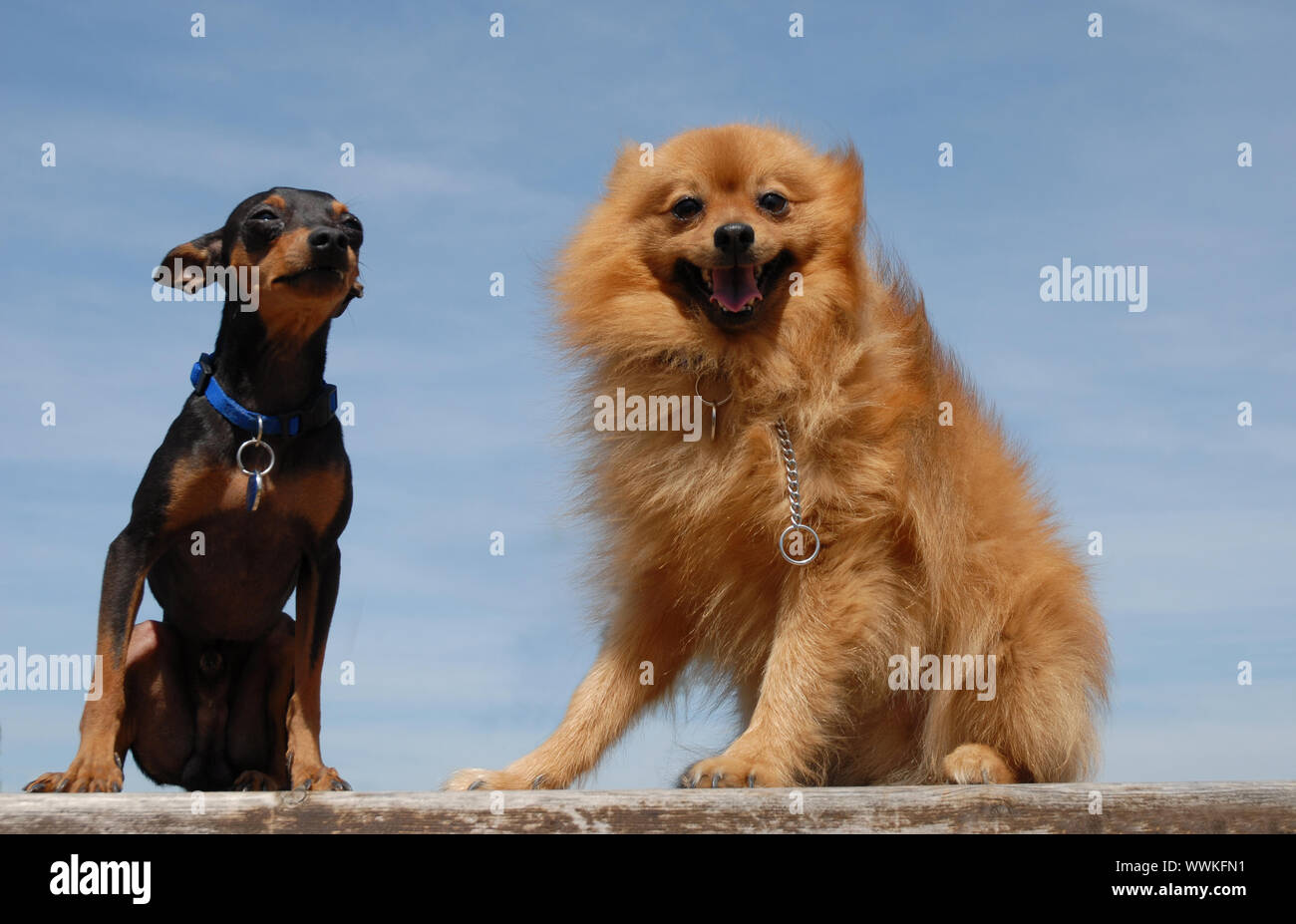 Pomeranian mini pinscher 2025